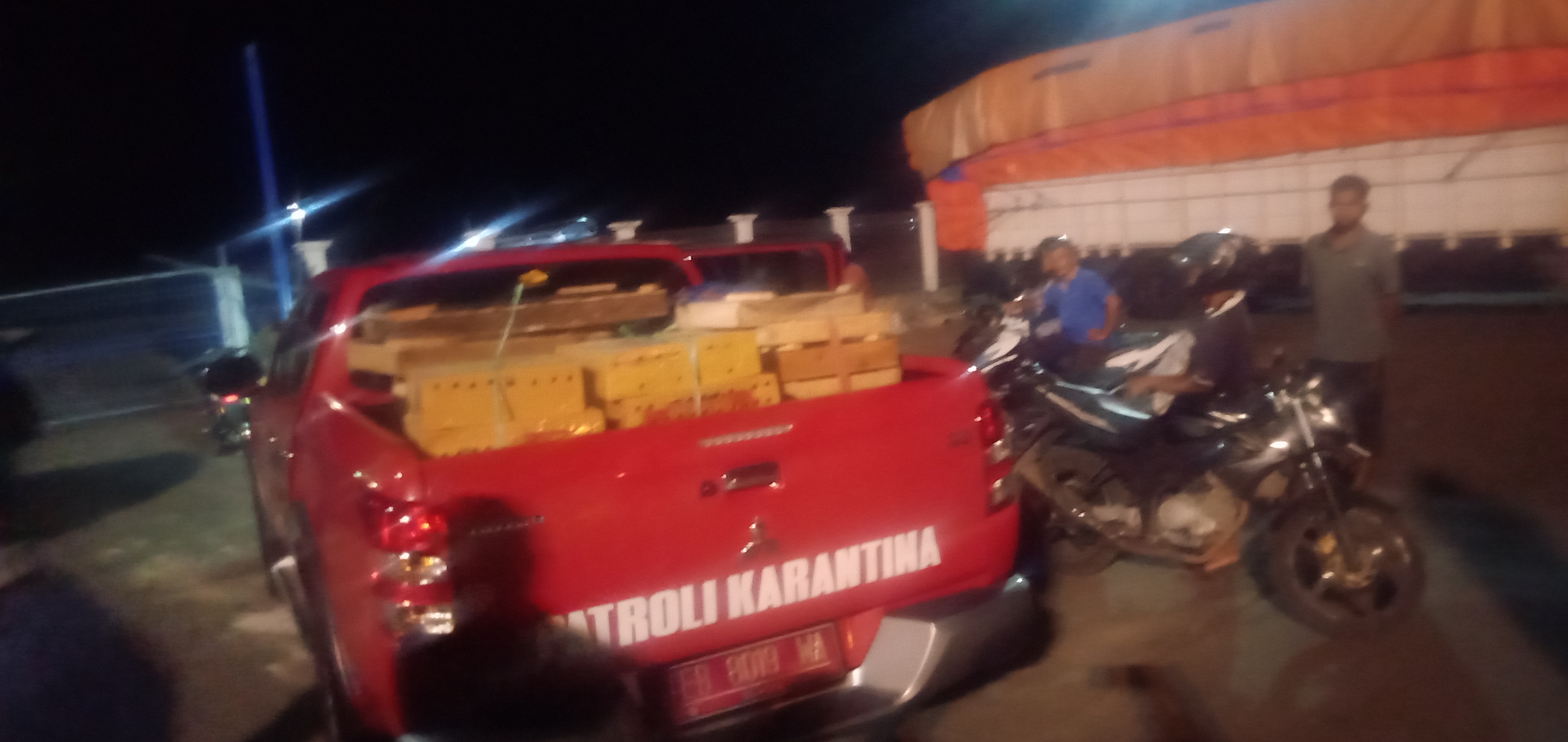 Tidak Kantongi Ijin, Ratusan Ekor Burung Diamankan BKSDA dan Tim Gabungan Di Pelabuhan Ende