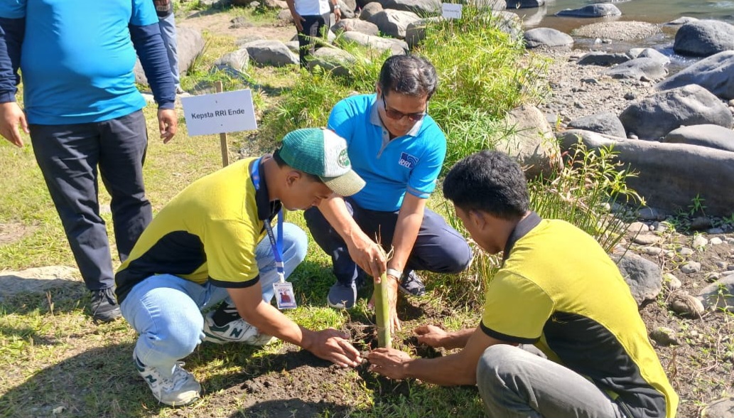 Jelang HUT Ke 80, LPP RRI Ende Gandeng Yayasan Bambu Lestari Tanam 350 Anakan Bambu