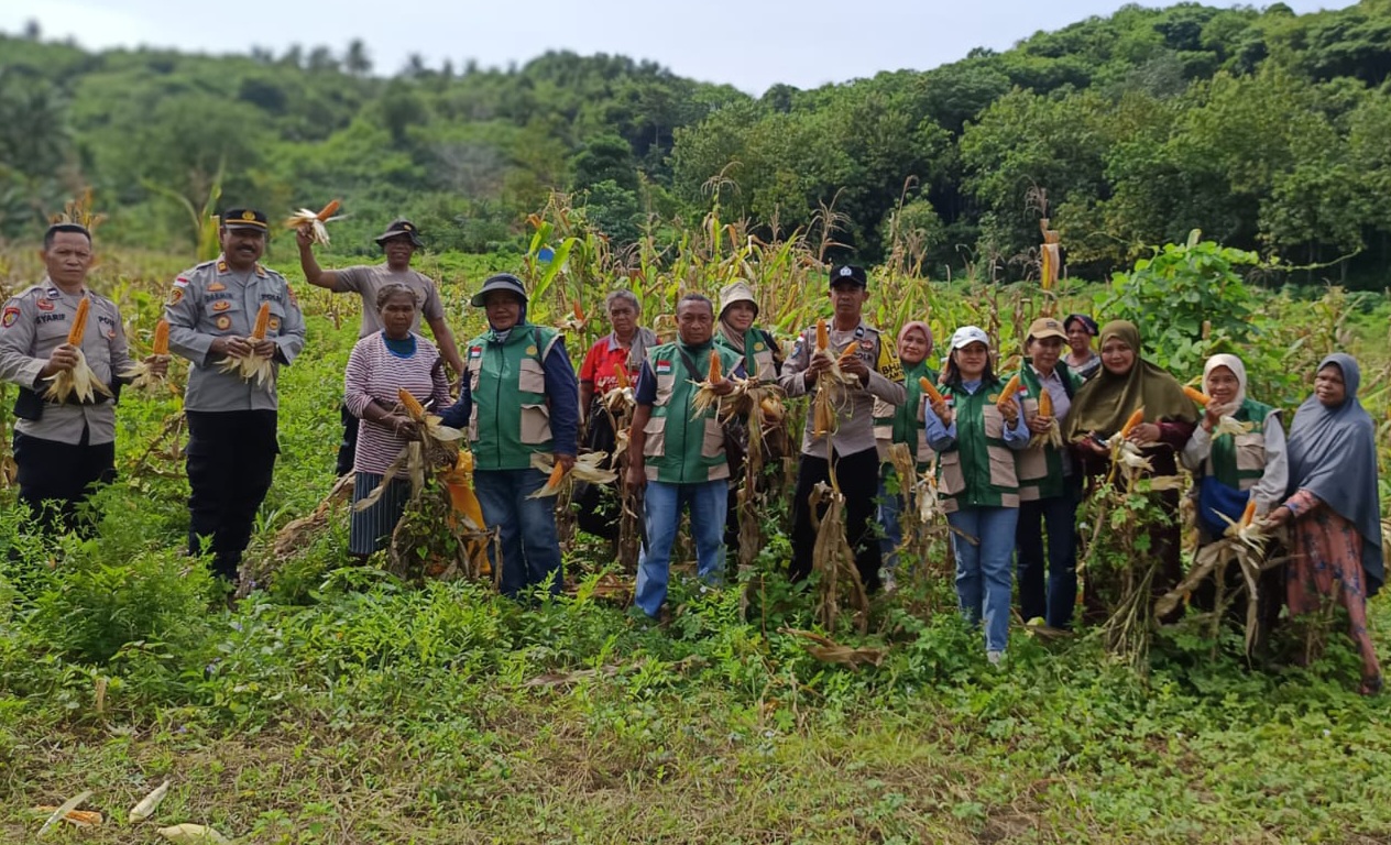 Luar Biasa, Petani Dampingan Bhabinkamtibmas Polsek Ende, Polres Ende Panen Jagung 7.2 Ton
