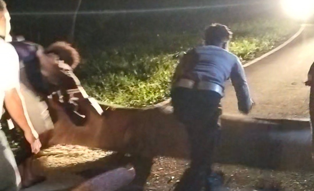Reaksi Cepat, Kapolres Ende Perintahkan Anggota Sat Lantas Bantu Warga Bersihkan Pohon Tumbang 